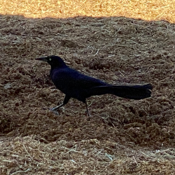 A great-tailed grackle found in Tucson, walking across a horse pasture.