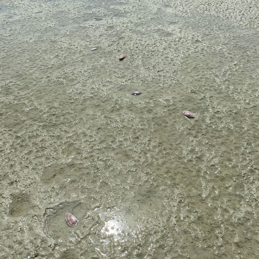 The bodies of several sunray venus clams litter the beach.