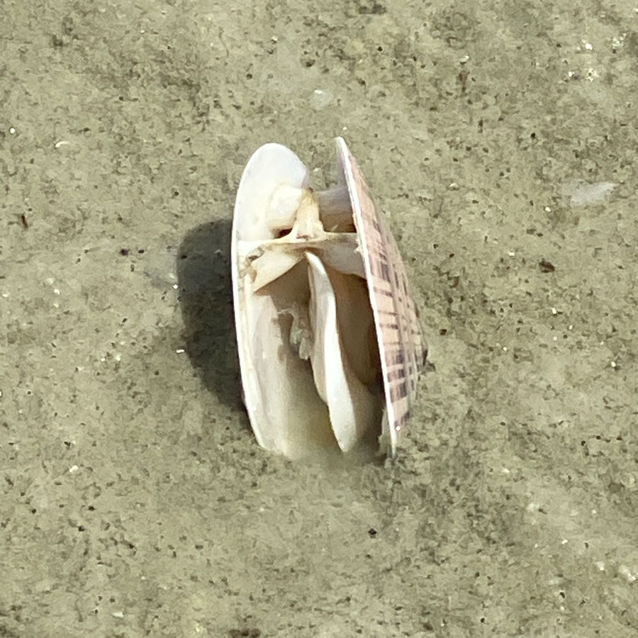A dead sunray Venus clam is half buried on the beach.