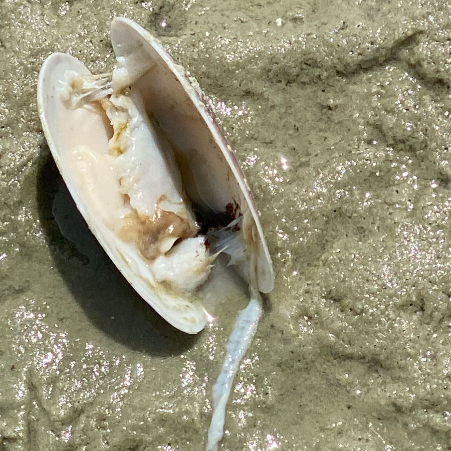 A dead sunray Venus clam lies fully open on the beach.