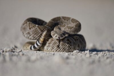 A rattlesnake shakes it's tail as a warning.