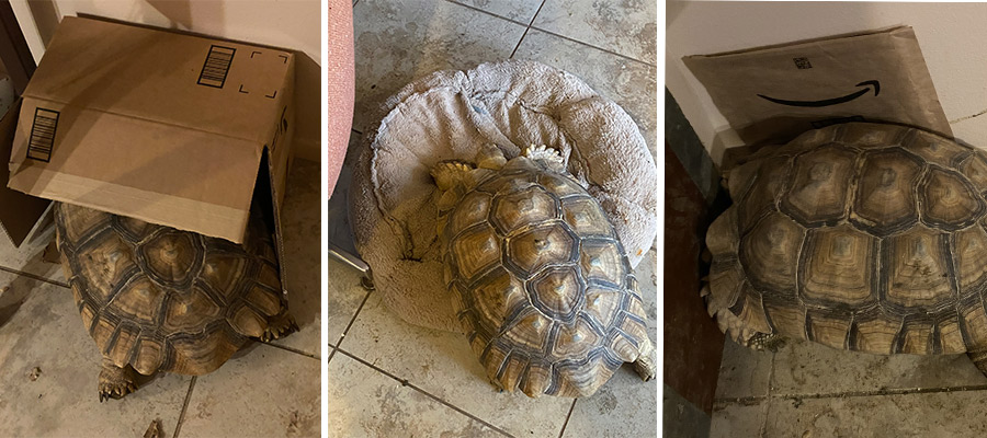 A series of three images depicting Cantata the tortoise in search of a bed.