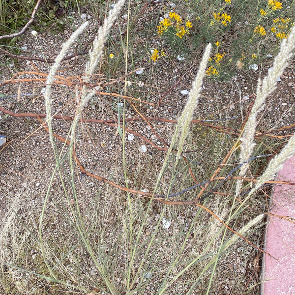 An invasive buffle grass plant grows in the desert.