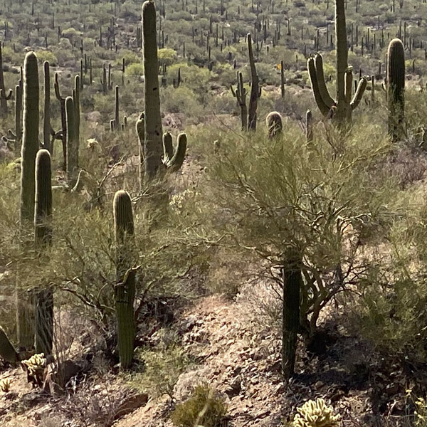 Young saguaro cacti grow under palo verde trees.