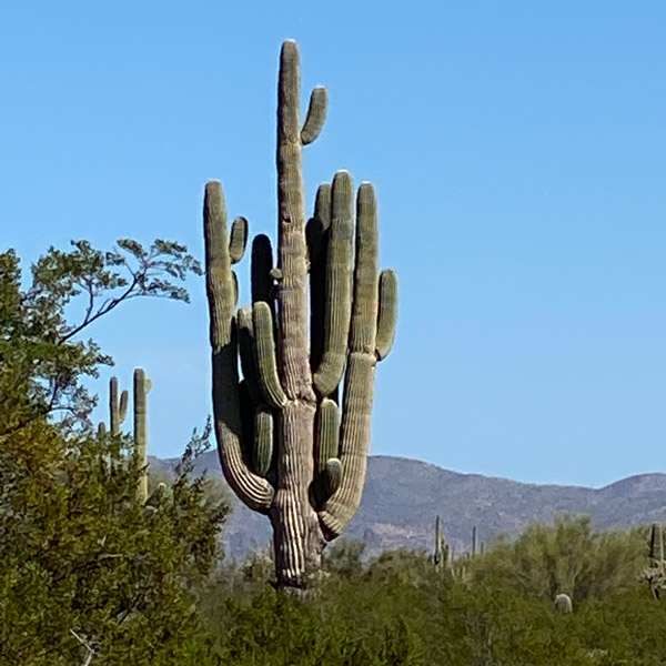 A large saguaro cacti stands out against a mountain background.