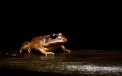 A frog sits on a rain soaked log.