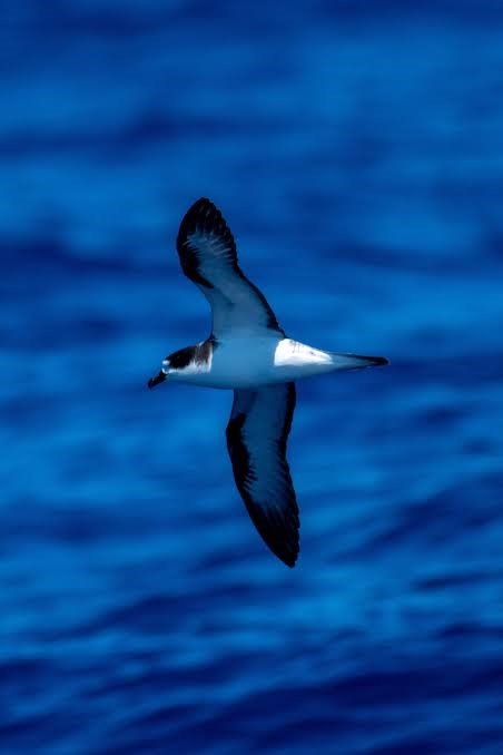 A Hawaiian petrel soars over blue ocean waters.