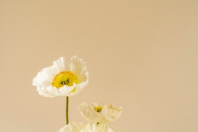 White flowers arranged in front of a beige background.