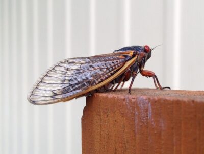 A cicada is perched on the edge of a brick wall.