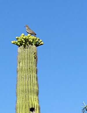 A bird sits atop a bunch of saguaro flower buds.