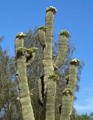 A saguaro cactus with many arms topped with flower buds.