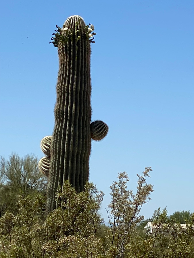 A saguaro crown outlined with blossoms.