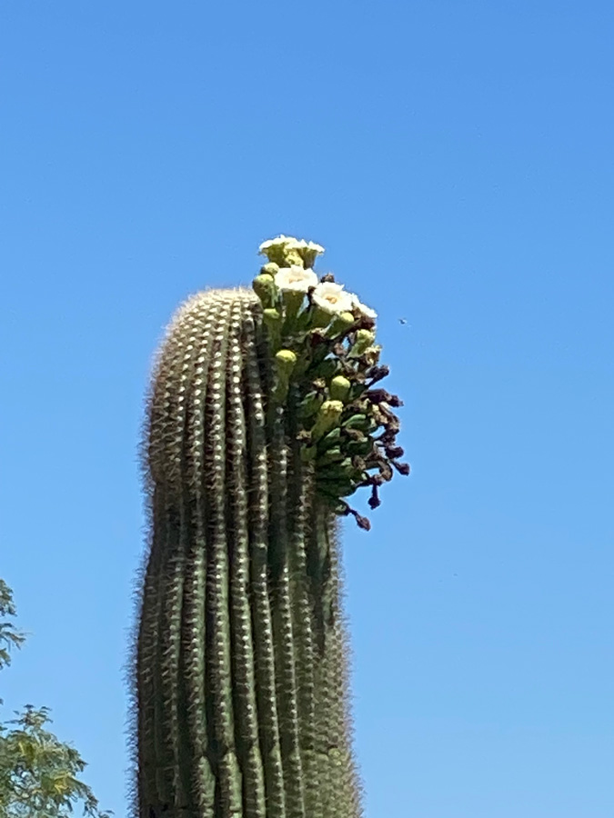 A saguaro with blooms only to one side of it's top.