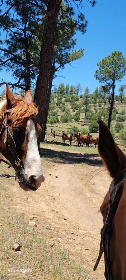 The two riding horses look at a pack of wild horses a few yards away.
