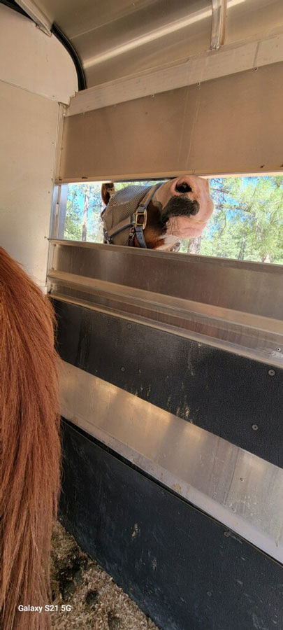 The nose of a chestnut horse peeks in from the outside of the horse trailer.