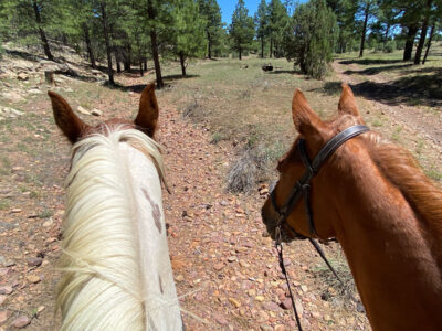 A chestnut and white paint horse side by side from the riders' point of view.