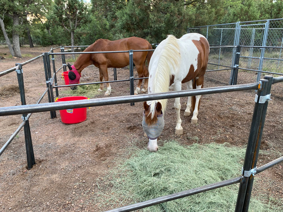 The two horses munch on hay side-by-side in their corral.