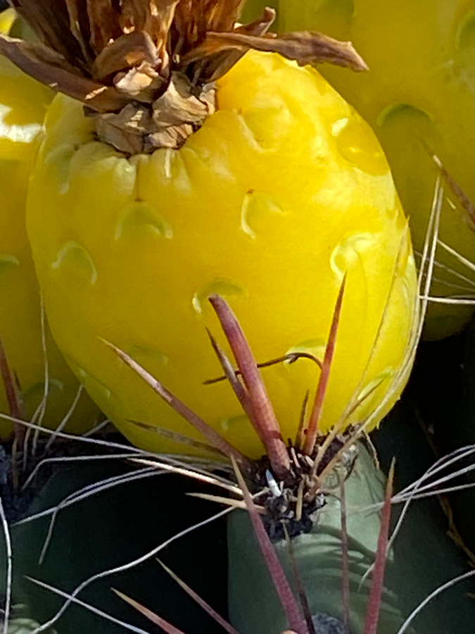 Close-up of a yellow barrel cactus fruit, it resembles a small pineapple with a smooth yellow exterior. 