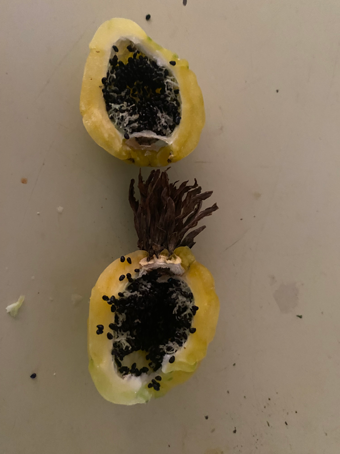 A barrel cactus fruit split open revealing it's black seedy interior. 