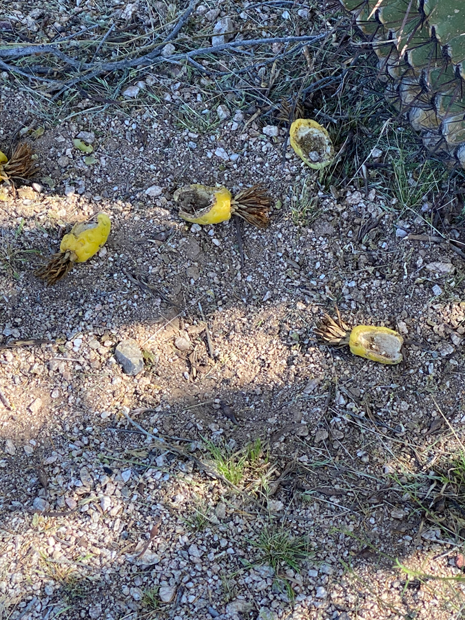 Barrel cactus fruit scattered across the ground many have holes. 