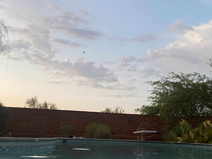 A speck of a bat on the hunt for dinner is barely visible in the light of dusk over Elaine's pool. 