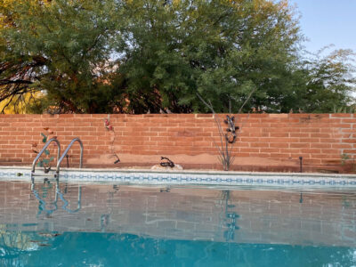 The view from Elaine's pool, group of doves observe the in the distance.