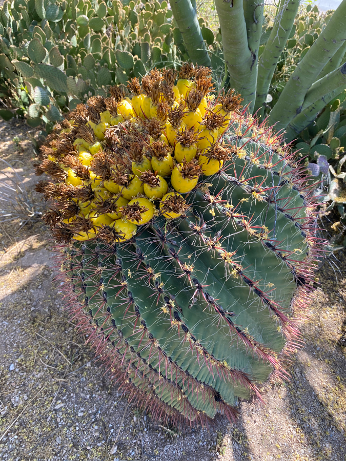 A barrel cactus crowned with rows of bright yellow fruits. 