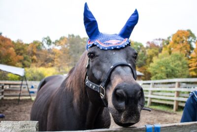 A dark chestnut horse wears a festive costume-hat.