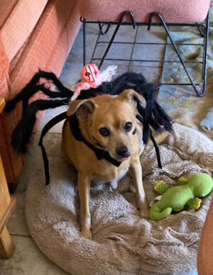 A small brown dog wearing a black spider costume.