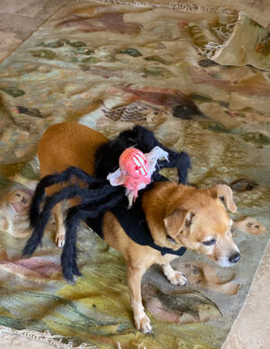 Another view of the small dog with it's black spider costume.