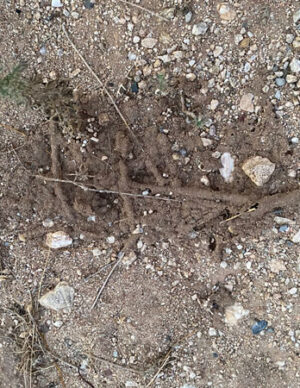 Mud tubes created by desert termites.