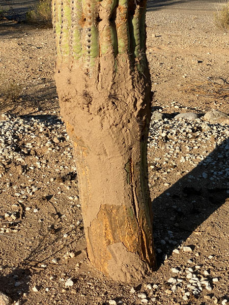 Termite mud surrounding the base of a saguaro. 