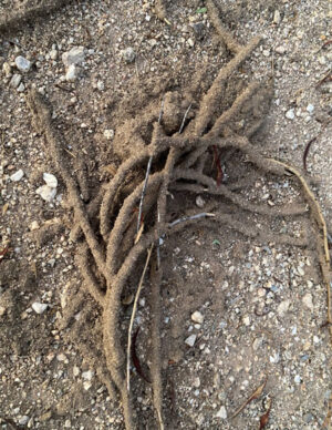 Mud tubes created by desert termites.