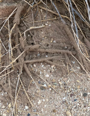 Mud tubes created by desert termites.