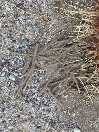 Mud tubes created by desert termites.