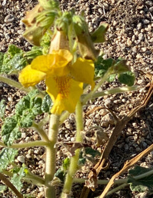 A close up of a small yellow, tulip-style flower.