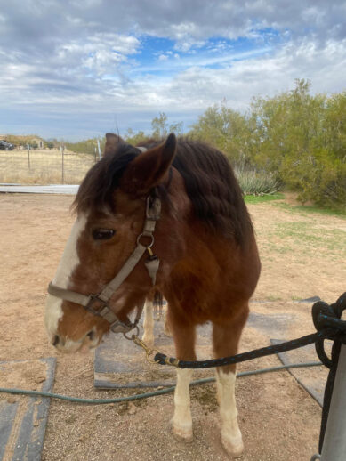 Napoleon, a brown horse with white legs and snout.