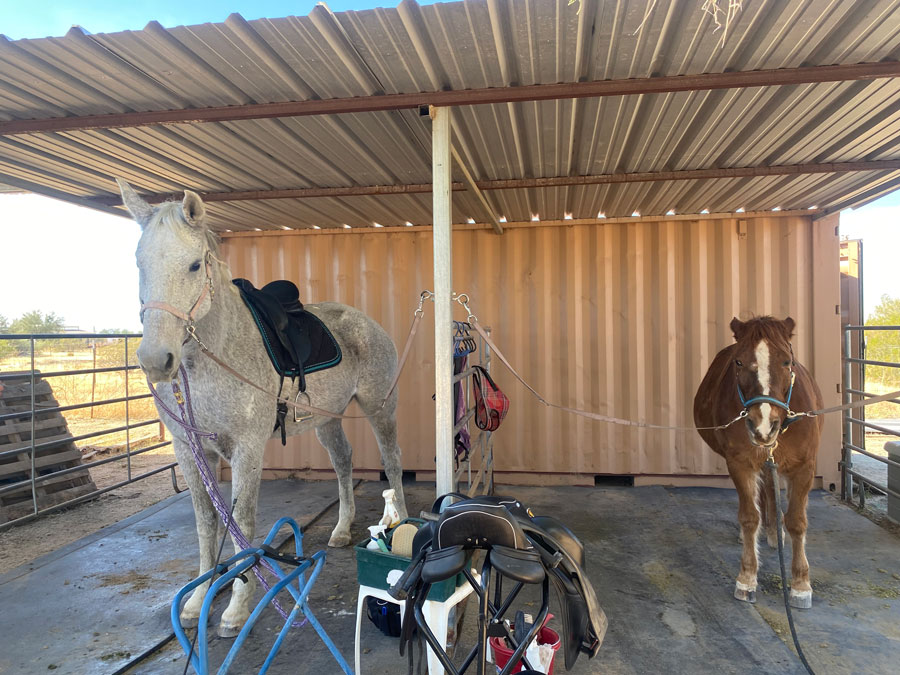 Napoleon and Tosca, a gray and white horse that is at least a foot taller. 