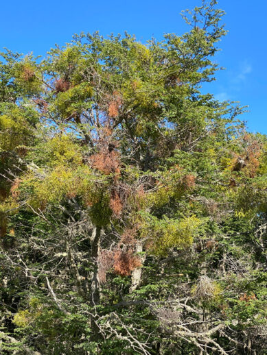 Pink-hued mistletoe stands out from greenery of its tree host.