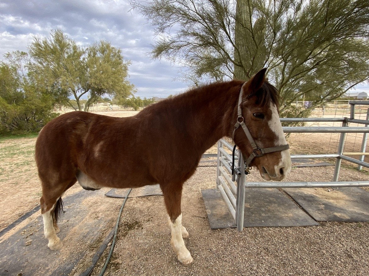 Napoleon tied to a fence post. His entire body is in view and you can see his white legs contrasting his brown coat.