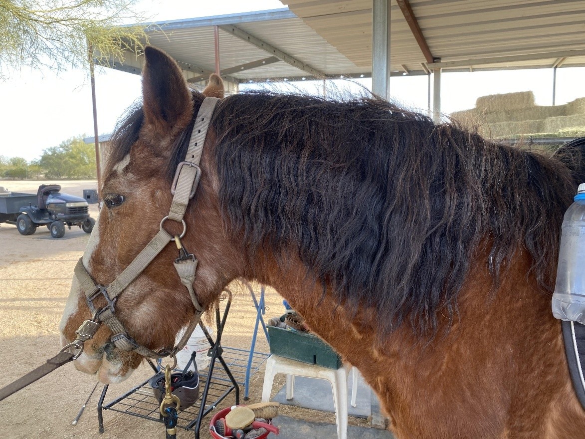 Napoleon with his halter on, he has a thicker brown coat and dark brown mane.