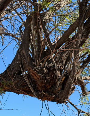 A close up of the knotty mistletoe.