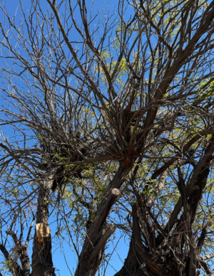 Mistletoe creates knotty growths that nearly blend in with the bare tree limbs.