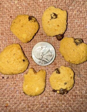 The cookies are very small, comparing the size to a nickel.