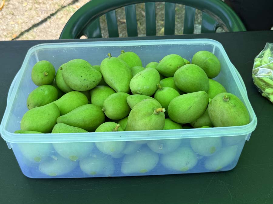 A large plastic container filled with green mangoes.