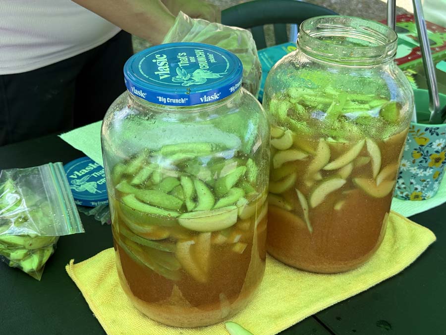 Two large pickle jars they are filled with a reddish-brown liquid with many slices of green mango submerged in the liquid.