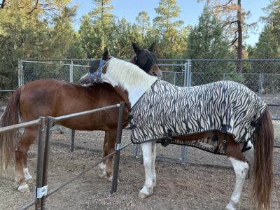 Boogie and Pancho nestle each other's neck across a corral fence.