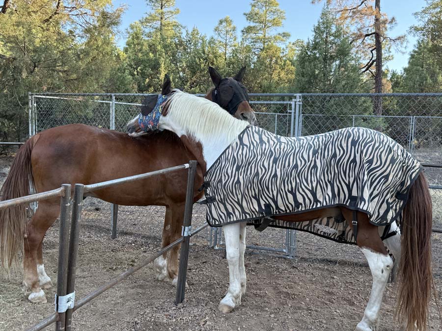 Boogie and Pancho nestle each other's neck across a corral fence.