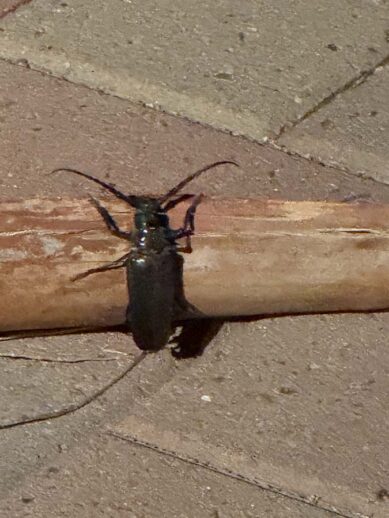 A large, black Palo Verde Beetle crawls over a stick on a paved surface.