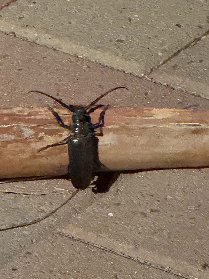 A large, black Palo Verde Beetle crawls over a stick on a paved surface.